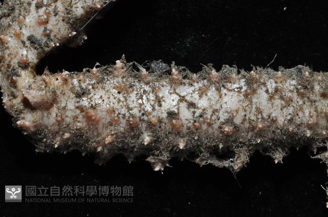 棘刺菱蟹藏品圖，第7張