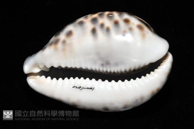 黑星寶螺藏品圖，第7張