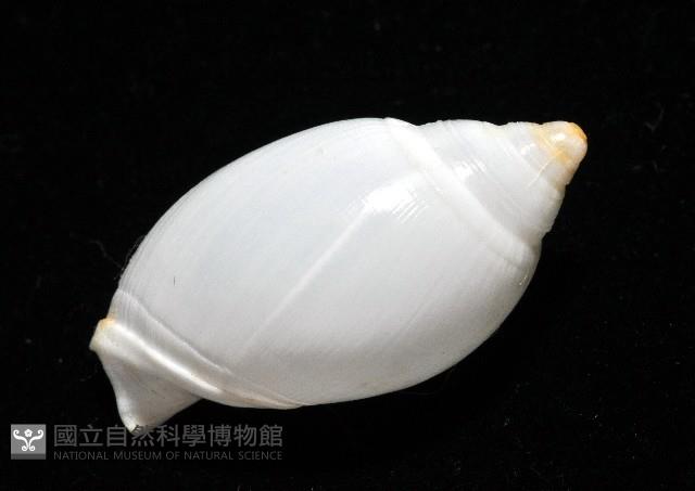 白彈頭螺藏品圖，第7張