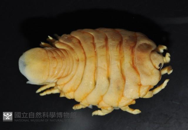 福山魚怪(新種)藏品圖，第7張