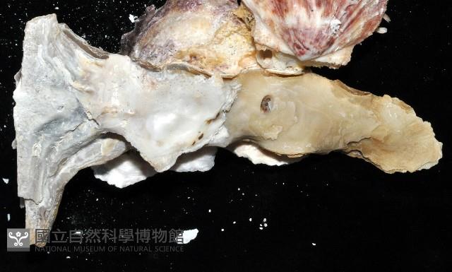 丁蠣藏品圖，第8張