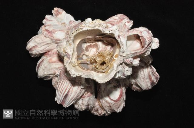 縱肋巨藤壺藏品圖，第7張