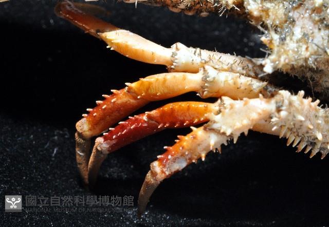 棘刺菱蟹藏品圖，第7張