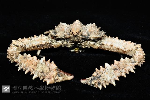 強壯菱蟹藏品圖，第7張