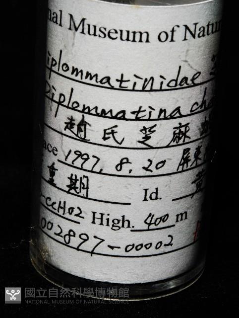 趙氏芝麻蝸藏品圖，第7張