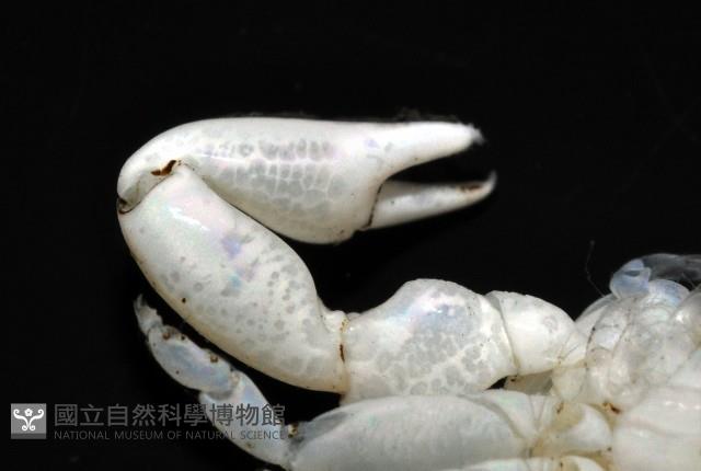 美麗多指瓷蟹藏品圖，第7張