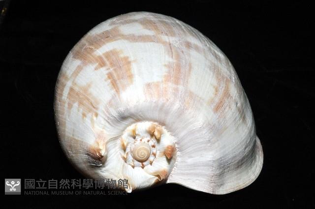 閃電椰子渦螺藏品圖，第7張