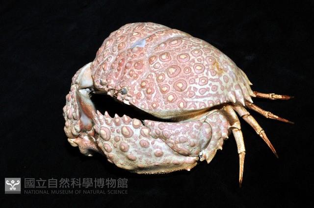 日本饅頭蟹藏品圖，第7張