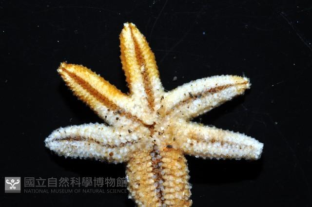 呂宋棘海星藏品圖，第7張