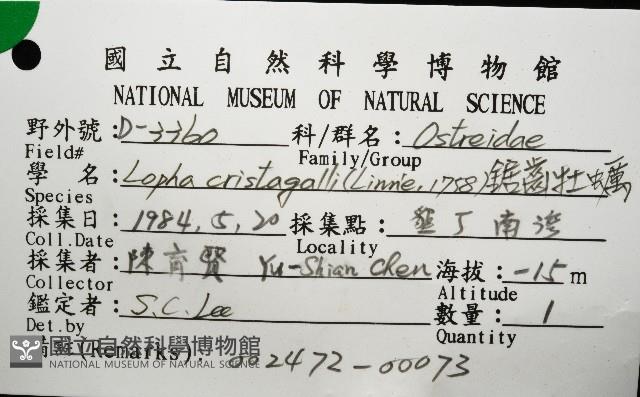 鋸齒牡蠣藏品圖，第12張