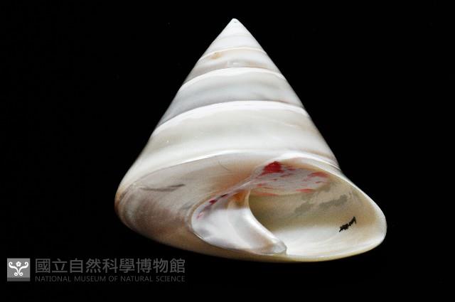 馬蹄鐘螺(牛蹄鐘螺)藏品圖，第12張