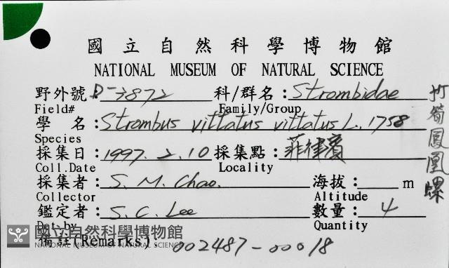 竹筍鳳凰螺藏品圖，第12張