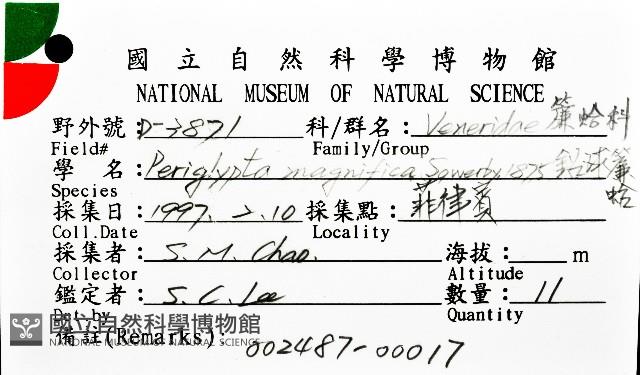鉛球簾蛤藏品圖，第12張