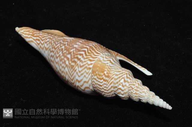 金斧鳳凰螺藏品圖，第12張