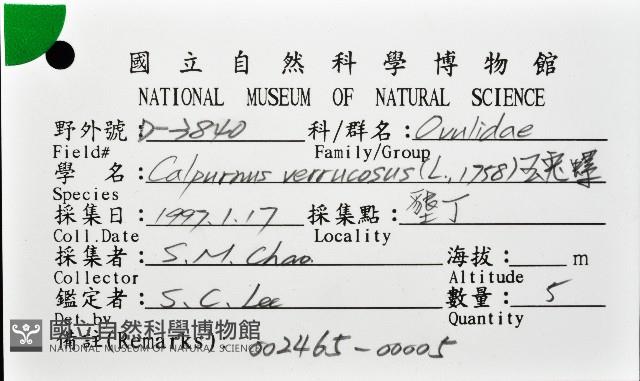 玉兔螺藏品圖，第12張