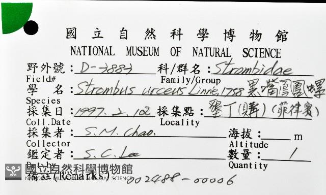 黑嘴鳳凰螺藏品圖，第12張