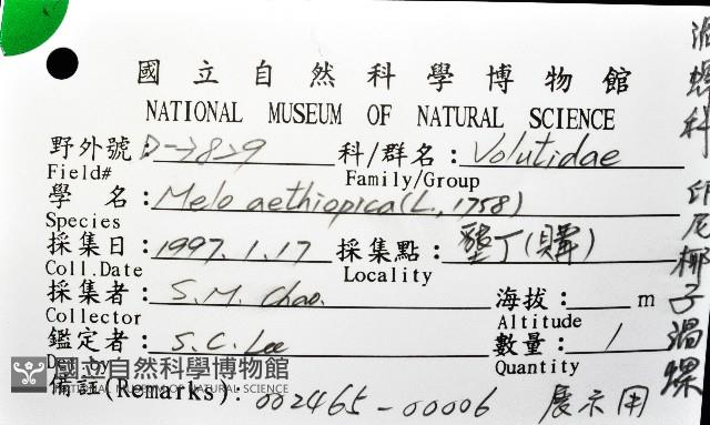 印尼椰子渦螺藏品圖，第12張