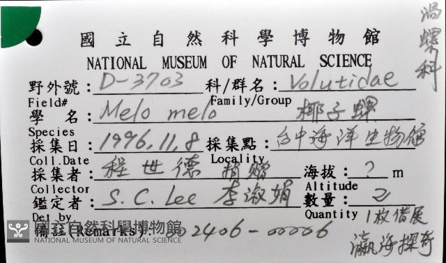 椰子螺藏品圖，第12張