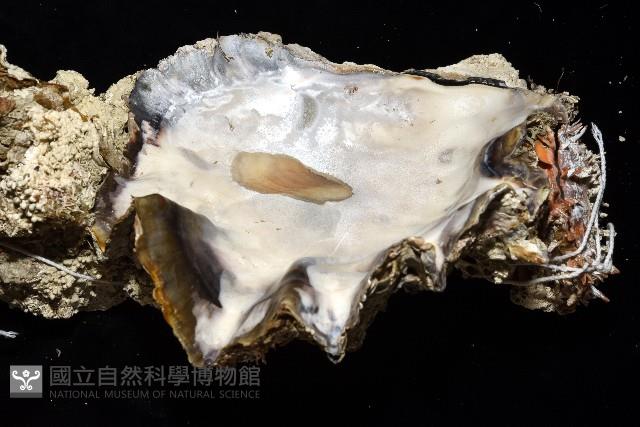 鋸齒牡蠣藏品圖，第12張