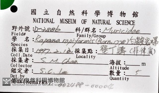 白皺岩螺藏品圖，第12張