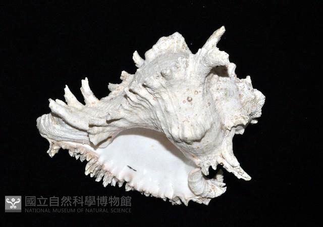 大千手螺藏品圖，第13張