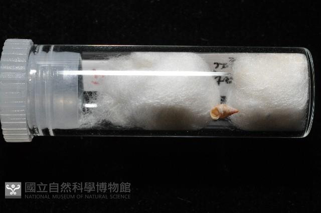 趙氏芝麻蝸藏品圖，第12張