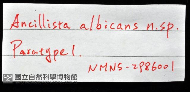 白彈頭螺藏品圖，第12張