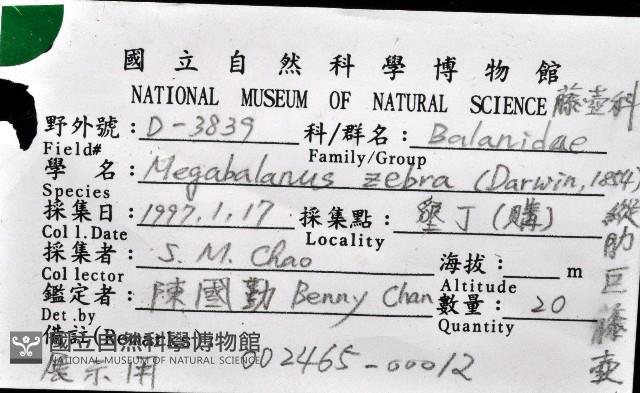 縱肋巨藤壺藏品圖，第12張