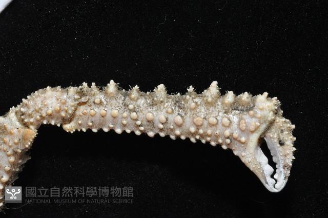 棘刺菱蟹藏品圖，第12張