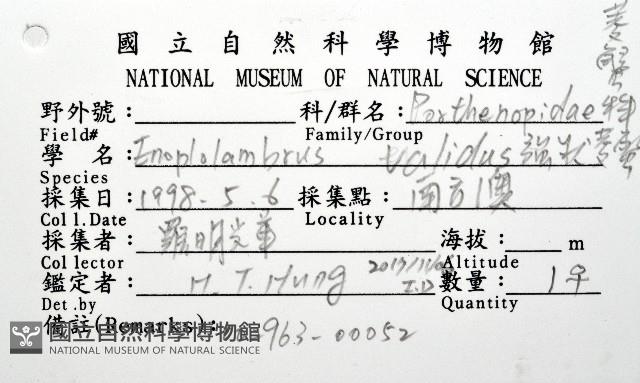 強壯菱蟹藏品圖，第12張