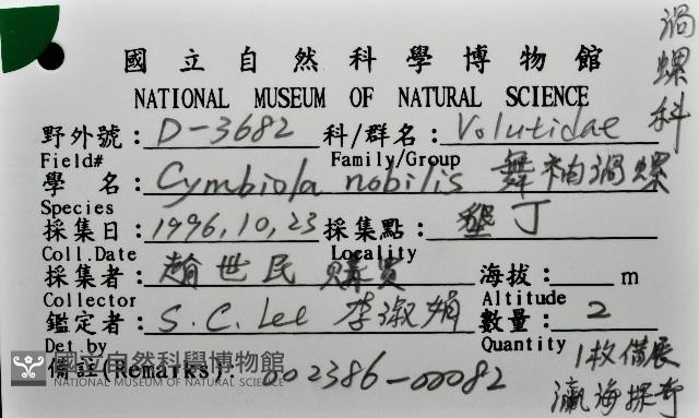 舞袖渦螺藏品圖，第12張