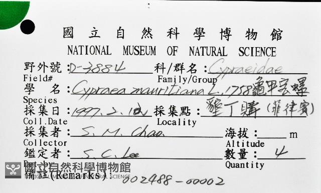 龜甲寶螺藏品圖，第12張