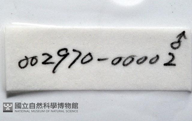 福山魚怪(新種)藏品圖，第12張
