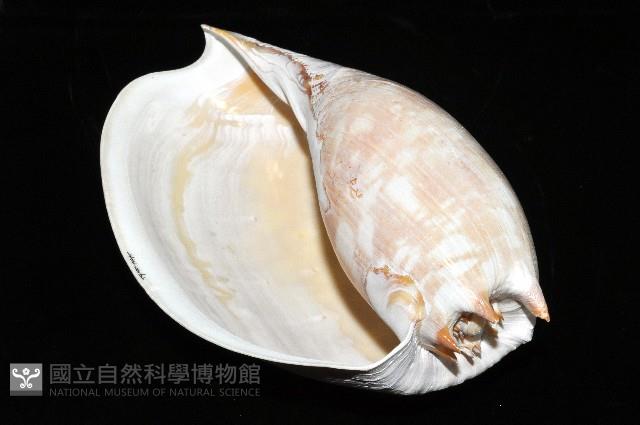 閃電椰子渦螺藏品圖，第12張