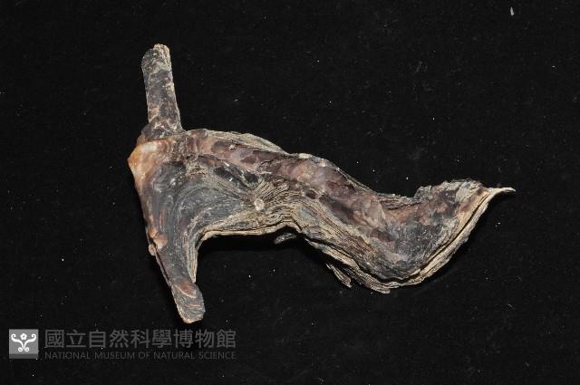 黑丁蠣藏品圖，第2張