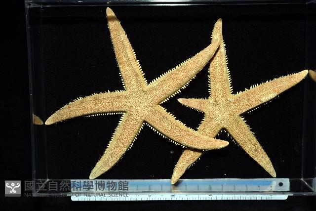 飛白楓海星藏品圖，第2張