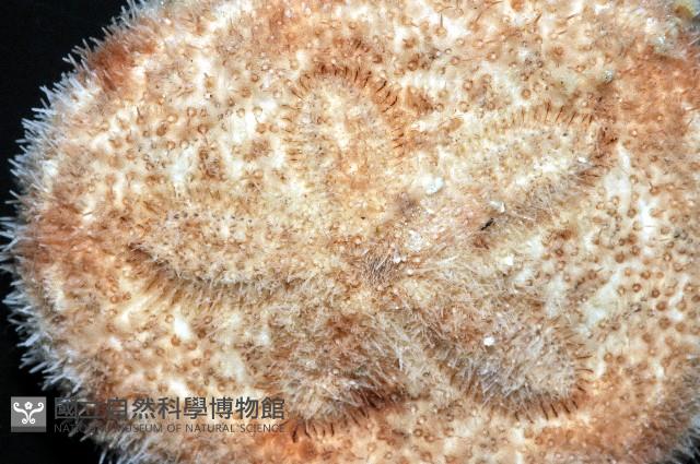 網楯海膽藏品圖，第2張