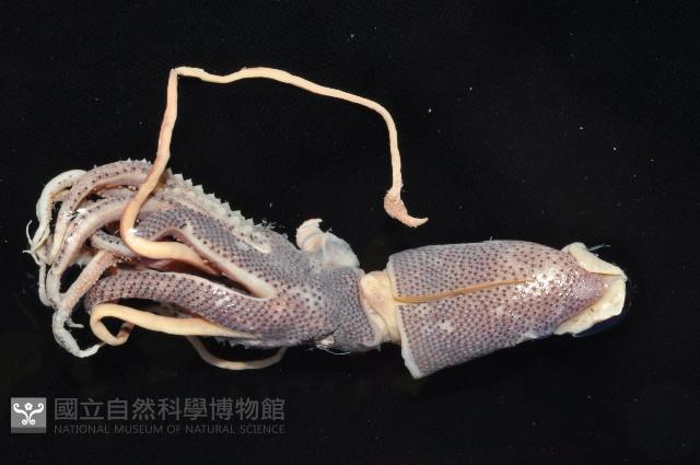 珠雞帆魷藏品圖，第2張
