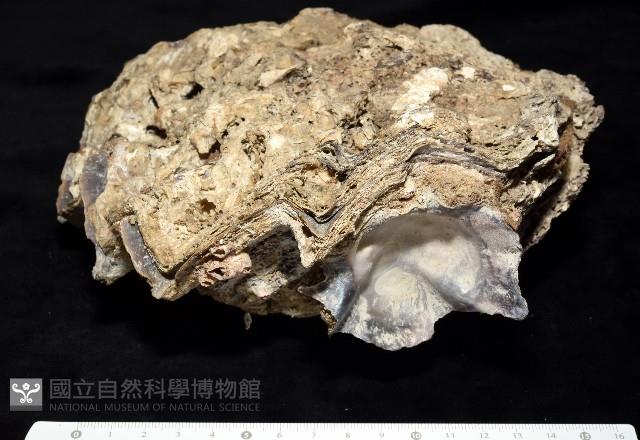 鋸齒牡蠣藏品圖，第2張