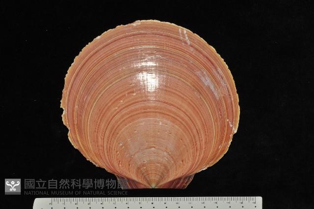 臺灣日月蛤藏品圖，第2張