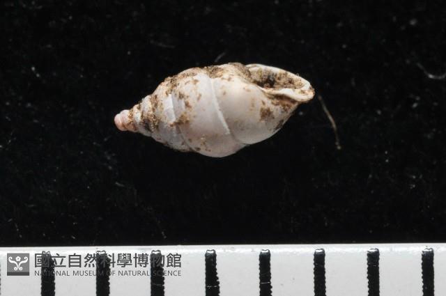 趙氏芝麻蝸藏品圖，第2張