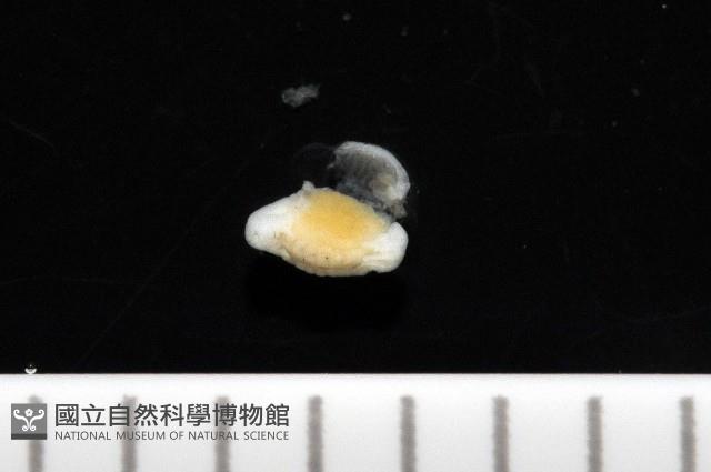 福山魚怪(新種)藏品圖，第2張