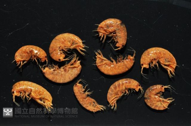 鳳凰母布氏蝦藏品圖，第2張
