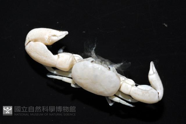 美麗多指瓷蟹藏品圖，第2張