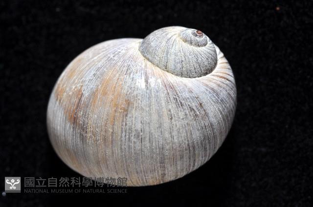 小灰玉螺藏品圖，第2張