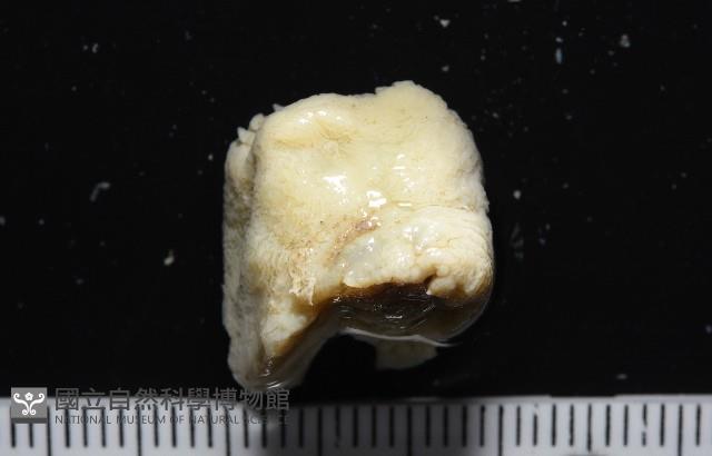 等指海葵藏品圖，第2張