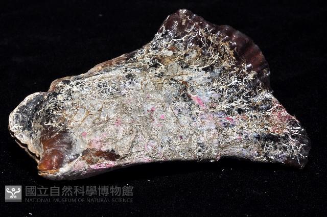 袋狀江珧蛤藏品圖，第2張