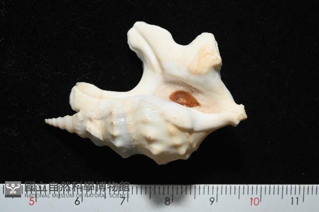 鵜足螺藏品圖，第2張