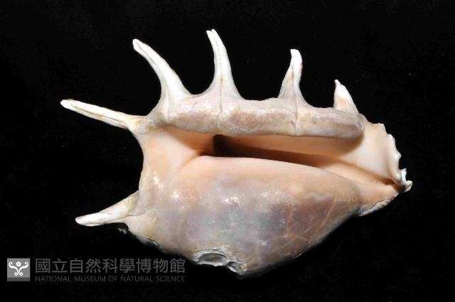 蜘蛛螺藏品圖，第2張