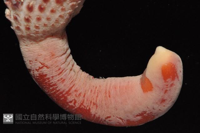 麥氏棘羽海鰓藏品圖，第2張